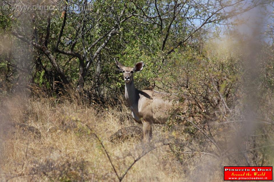 Ethiopia - Netch Sar Park - 97 - Mountain Nyala femmina.jpg